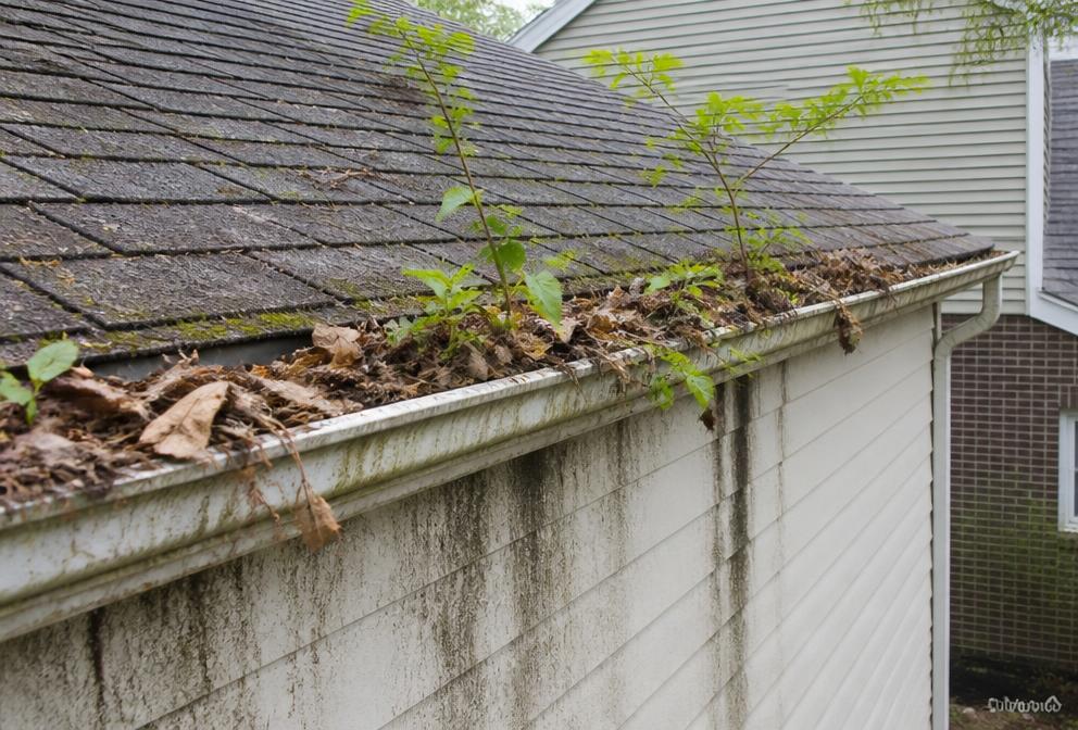 Clogged gutter with plants growing out of it on a house roofline